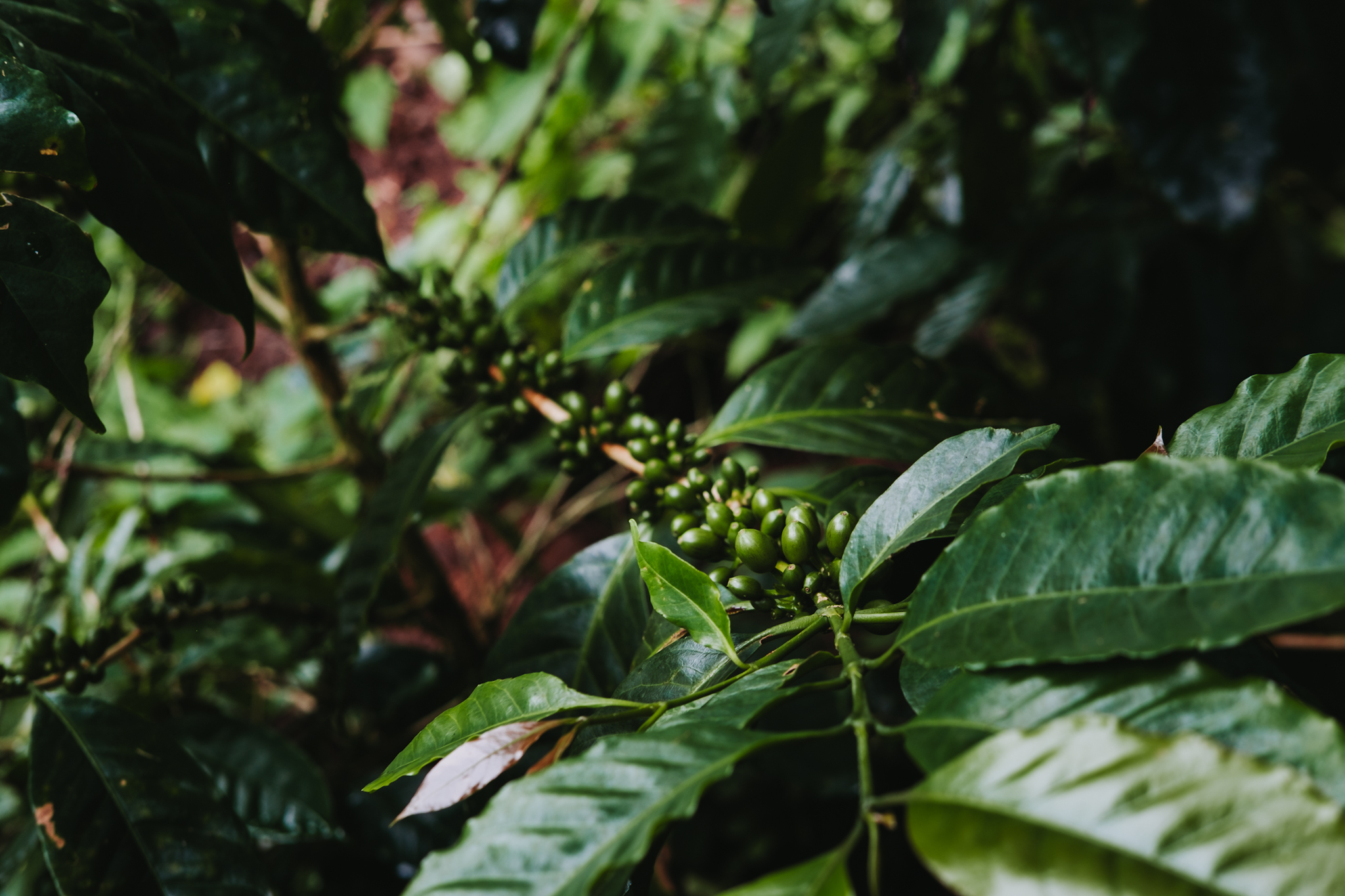 Coffee cherries at Misty Mountain